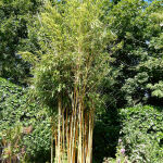 Schöner Bambus