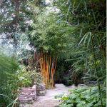 Goldener Peking Bambus