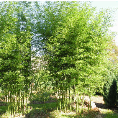 Phyllostachys bissetii / Bisset Bambus