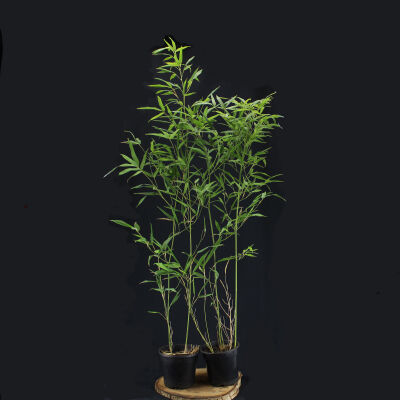 Phyllostachys bissetii / Bisset Bambus