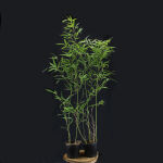 Phyllostachys bissetii