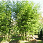 Bisset Bambus 80-100cm