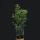 Bisset Bambus 100-120cm
