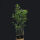 Phyllostachys bissetii