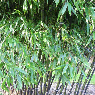 golden Bamboo
