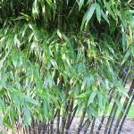Gold Haar Bambus 90-120cm
