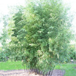 golden Bamboo