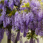 Wisteria sinensis Prolific