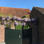 Wisteria sinensis Prolific