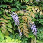 Wisteria sinensis Prolific