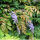 Wisteria sinensis Prolific