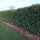 Großblättriger Kirschlorbeer Rotundifolia 80 - 100cm