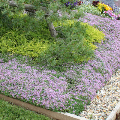 thymus praecox coccineus