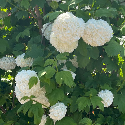 Viburnum opulus Compactum