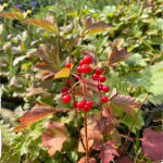 Viburnum opulus Compactum