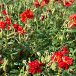 Helianthemum x cultorum Amabile Plenum