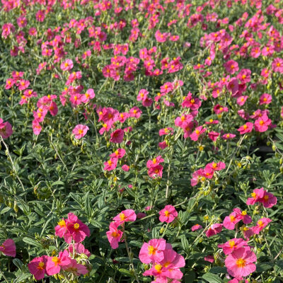 Helianthemum x cultorum  pink