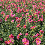 Helianthemum x cultorum  pink