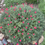 Helianthemum x cultorum  pink