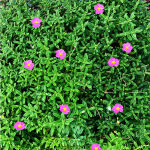 Helianthemum x cultorum  pink