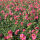 Helianthemum x cultorum  pink