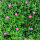 Helianthemum x cultorum  pink