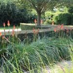 Kniphofia Nancys red