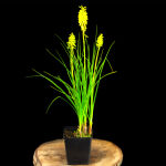 Kniphofia Little Maid