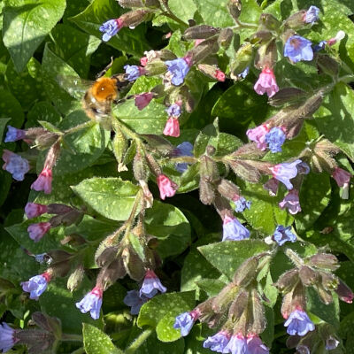 Pulmonaria longifolia