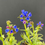 Lungwort, Bethlehem Sage