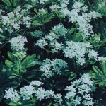 Aspérule odorante, Petit muguet