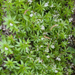 Galium odoratum