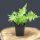 Ostrich Fern