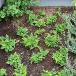 Polypodium vulgare