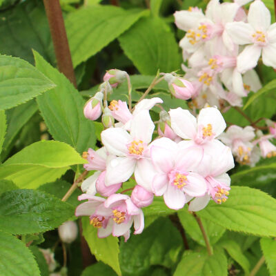 Deutzia x hybrida Mont Rose