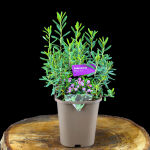 bog-rosemary