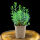 bog-rosemary