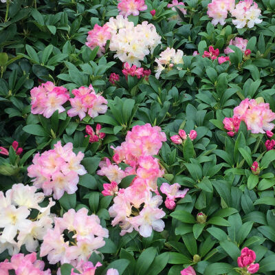 Rhododendron yakushimanu Dreamland