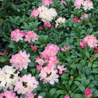 Rhododendron Dreamland