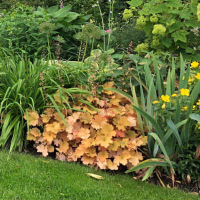 Heuchera Caramel ®