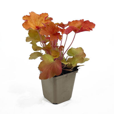Caramel Coral Bells 4 75