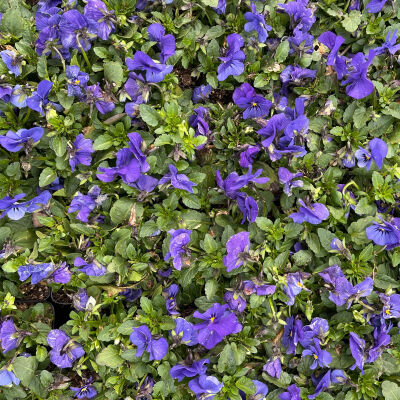 Violette cornue Boughton Blue
