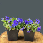 Sweet violets or English violets or pansy