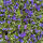 Violette cornue Boughton Blue