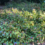 Plumbago de Chine