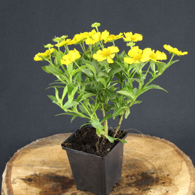 Helenium Lemon Sundae ®