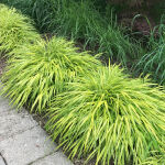 Hakone grass or Japanese forest grass