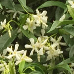 Trachelospermum jasminoides weiß in verschiedenen Größen