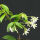 Trachelospermum jasminoides weiß in verschiedenen Größen