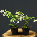 Trachelospermum jasminoides weiß Sternjasmin 15 - 25 cm